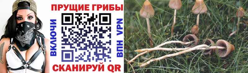 закладки  Лаишево  Псилоцибиновые грибы мухоморы 
